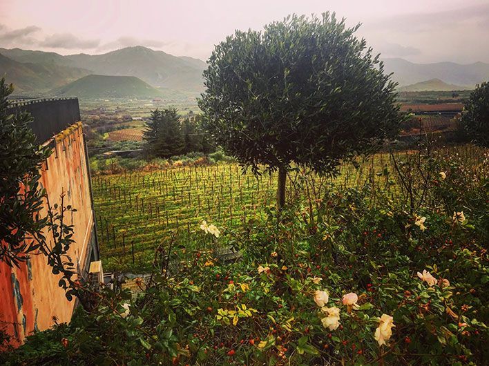 Sicilian vineyard