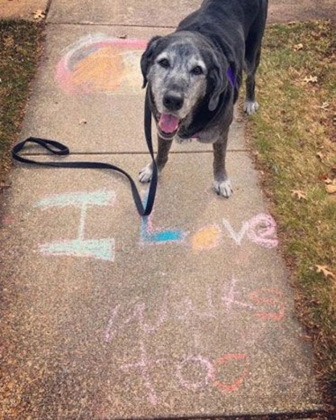 My dog Finn enjoying lots of walks and sidewalk chalk art early on in days of quarantine.