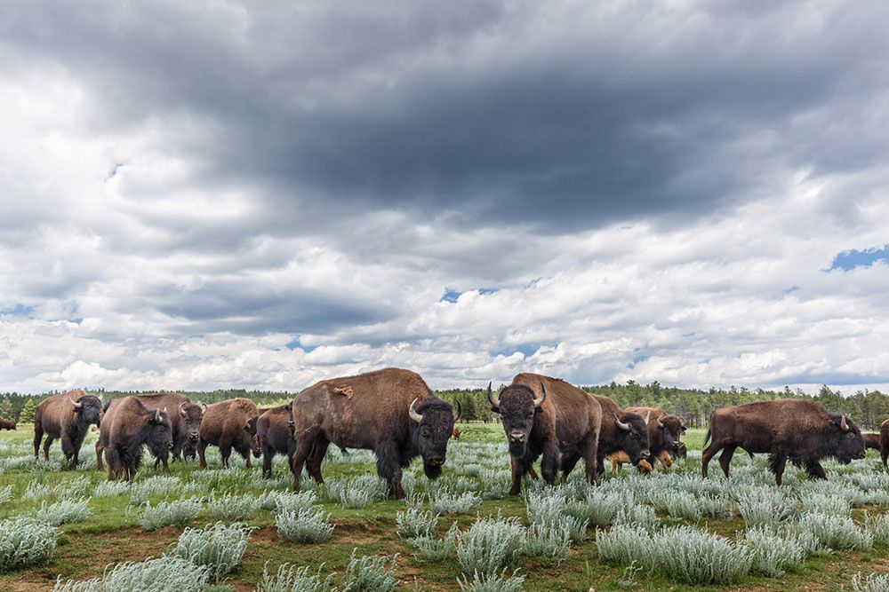 bison herd at Vermejo, A Ted Turner Reserve - Raton, New Mexico