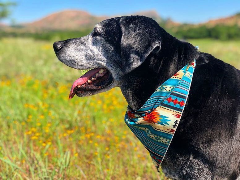 Finn “home on the range” in Oklahoma in the bandana on our final roadtrip together, May 2020.