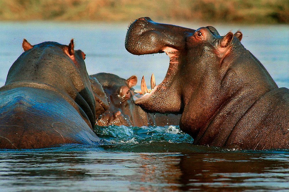 3 hippos in the water