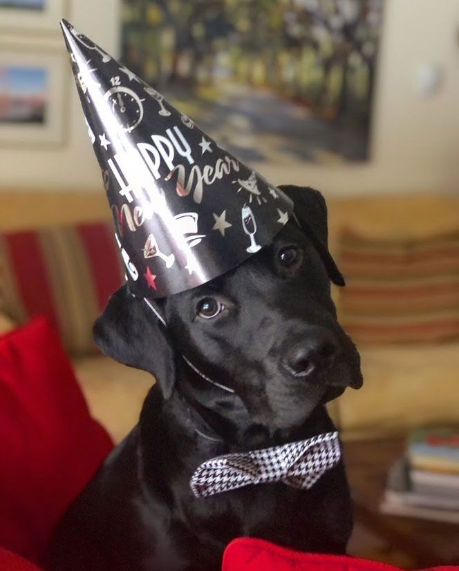 Gus’ first New Year’s Eve, for him 2020 was all he knew